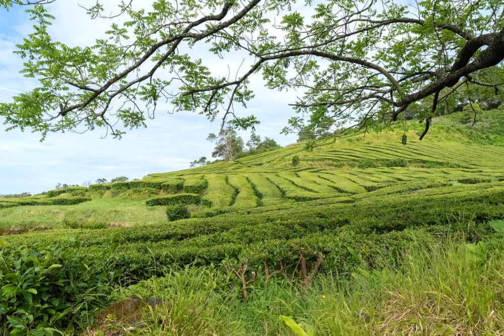 azores travel tips things to know before trip azores tea estate