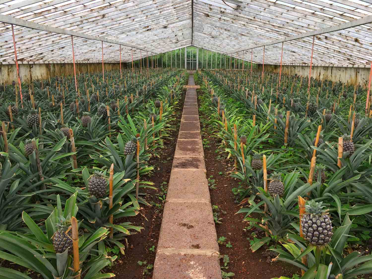 ponta delgada pineapple plantations arruda