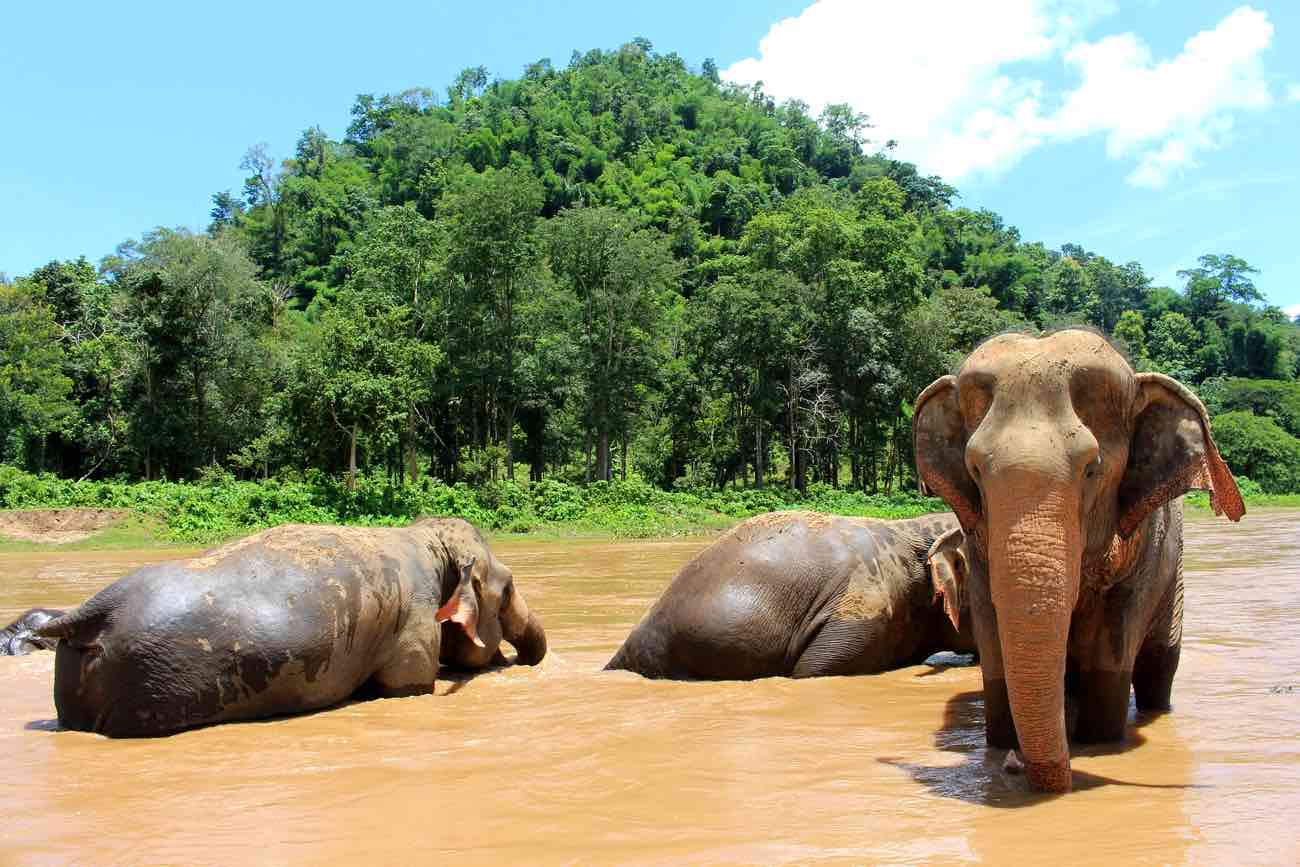 thailand itinerary 2 weeks chiang mai elephants